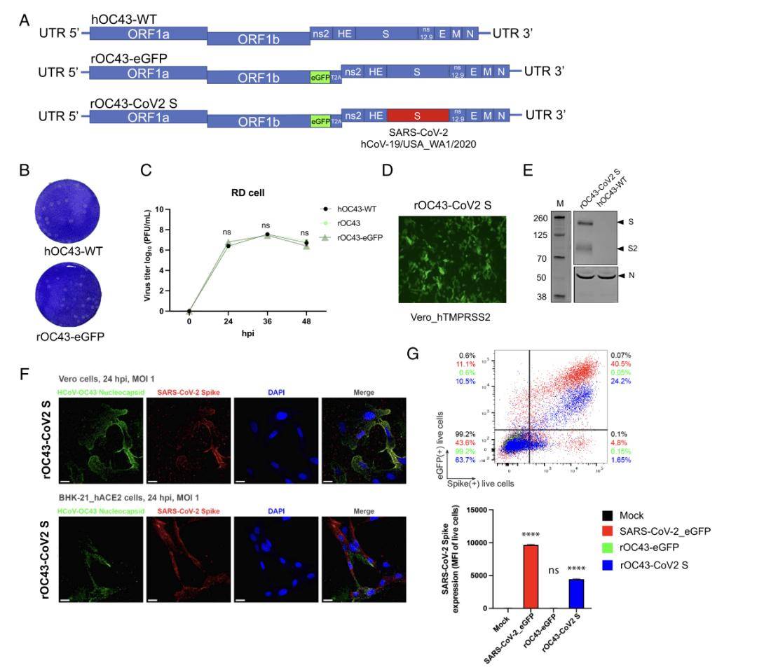 皇冠信用登2代理_【前沿进展】rOC43-­CoV2 S：一种用于SARS-CoV-2中和试验的BSL-2代理病毒