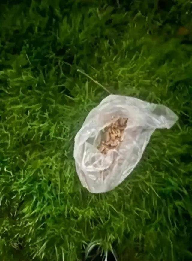 意大利甲组联赛 _广西一小区有人高空抛食毒死多条宠物狗意大利甲组联赛 ，居民悬赏万元寻线索，警方已立案调查