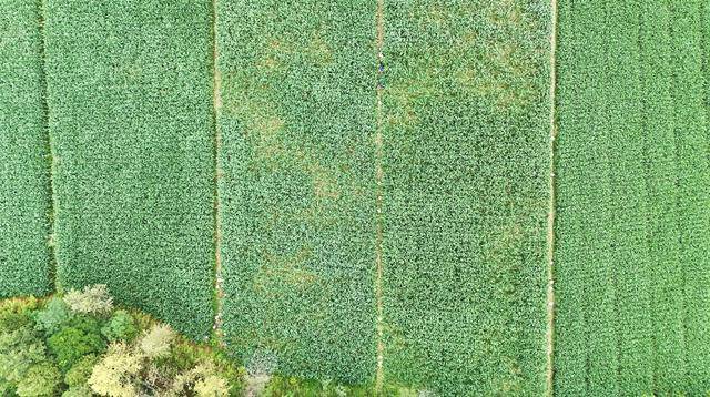 成县：山海协奏“茭”响曲 | 法国乙组联赛