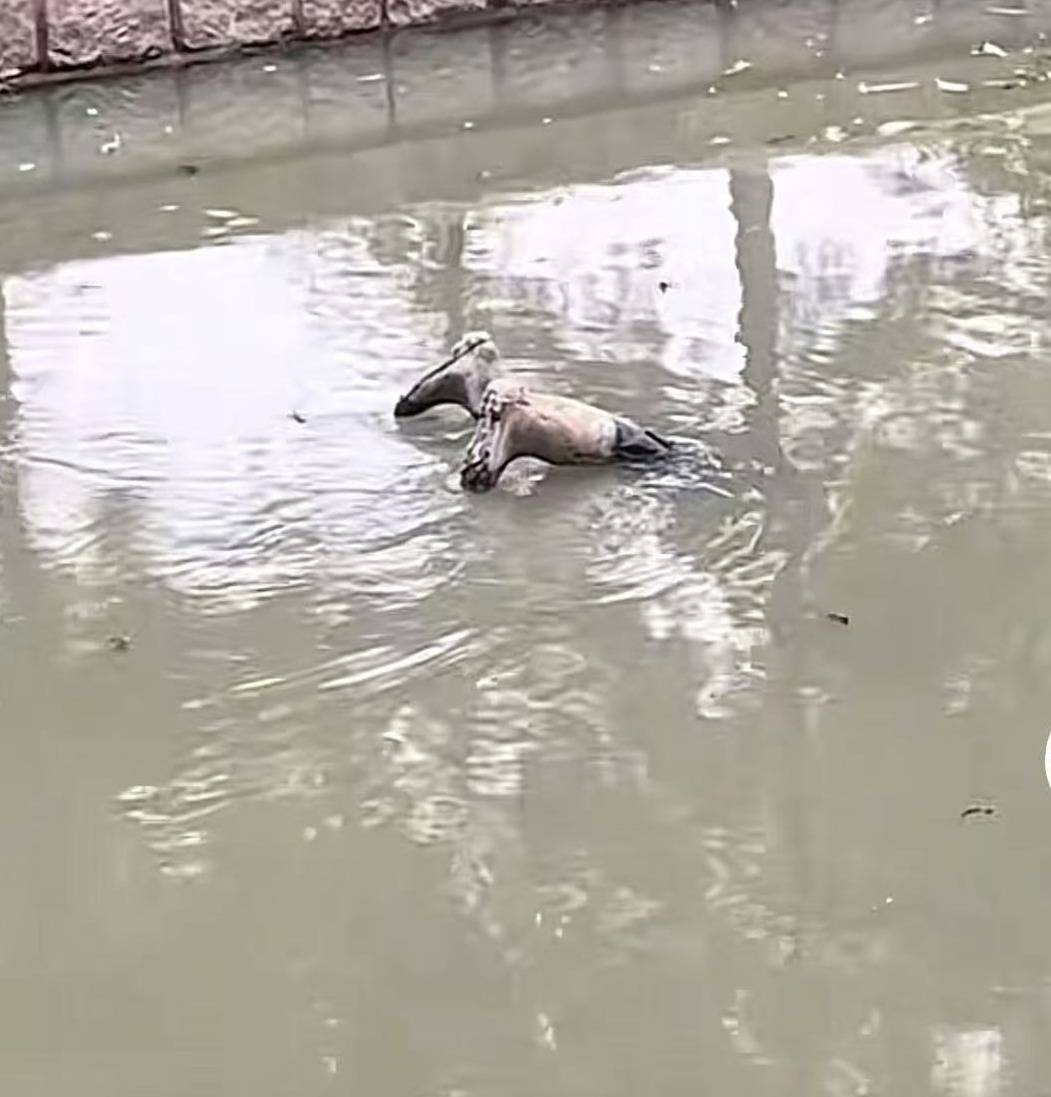 女王公园巡游者 vs 南安普敦_上海一男子报警称发现“浮尸”！多部门“全副武装”赶来女王公园巡游者 vs 南安普敦，结局反转：捞起一双长筒雨鞋